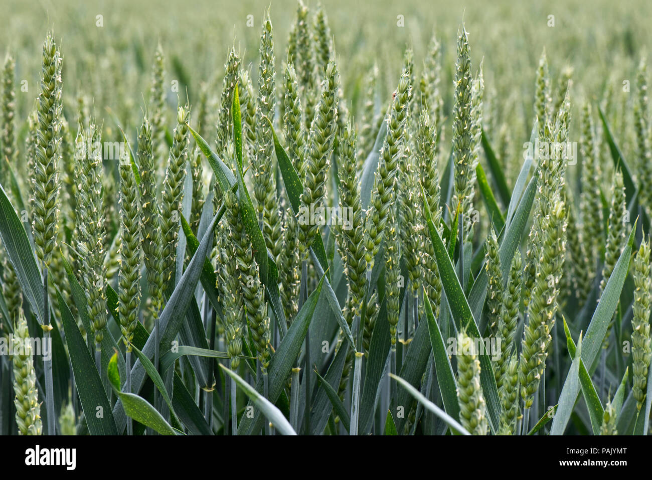 Détail de plants de blé d'hiver en bonne santé dans la floraison l'oreille Verte, Berkshire, juin Banque D'Images