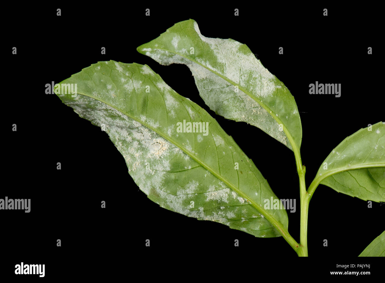 L'oïdium, Podosphaera pannosa ou tridactyla), sur la face inférieure des feuilles de laurier cerise dans un jardin d'une haie, Juillet Banque D'Images