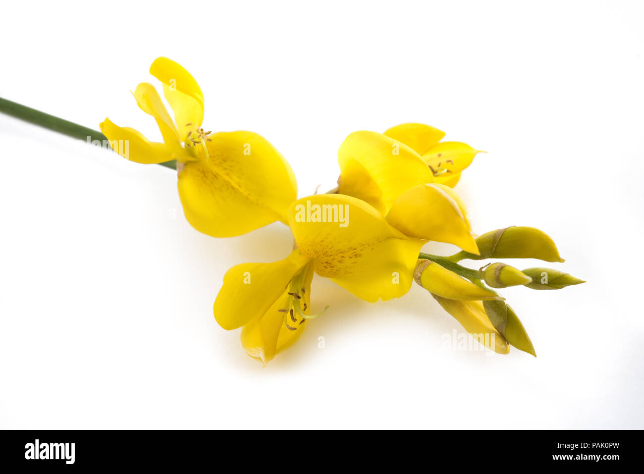 Fleurs genêt isolé sur fond blanc Banque D'Images