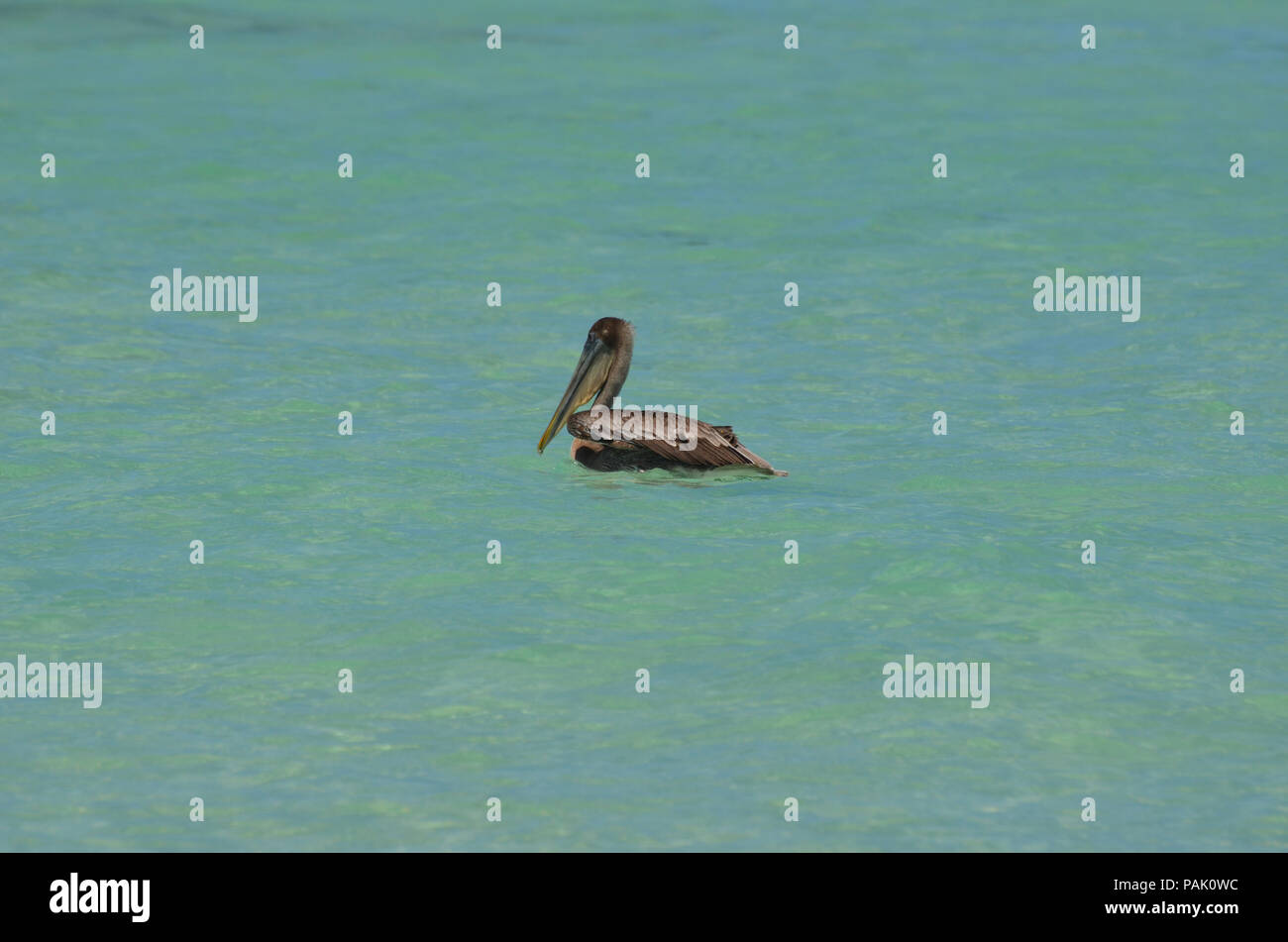 Pelican sauvages magnifiques flottant dans l'eau Banque D'Images