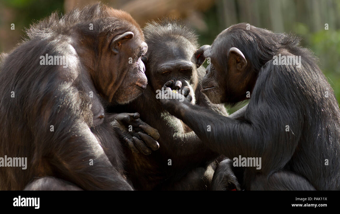 Trois chimpanzés ayant une réunion pour discuter de choses Banque D'Images