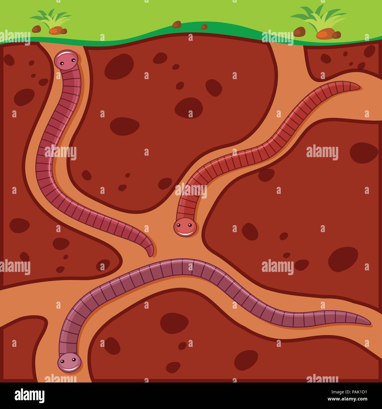 Vers De Terre Dessin Banque D images Vectorielles Alamy vers-de-terre-dessin-banque-d-images-vectorielles-alamy