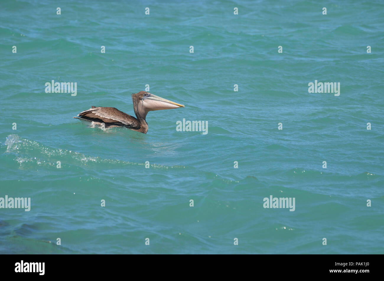 Magnifique photo d'un pélican sauvages flottant dans l'aruba Banque D'Images
