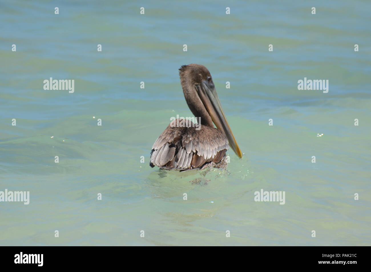 Pélican brun foncé très flottant dans l'eau Banque D'Images