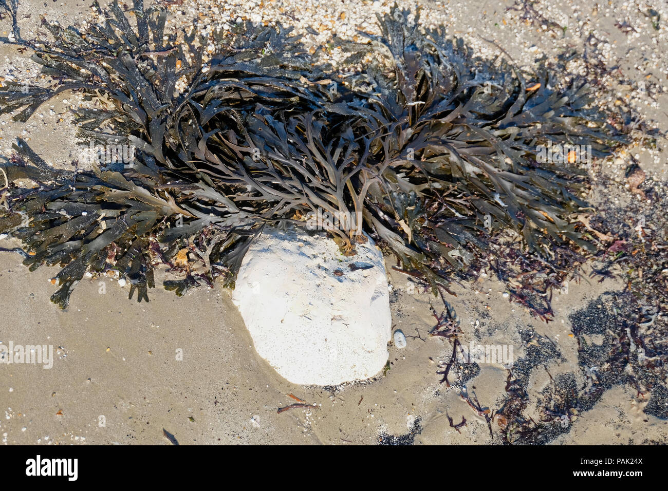 Algues fucus vésiculeux attaché à un rocher blanc à marée basse sur la plage avec ses frondes étalées pour former une forme d'éventail. Banque D'Images