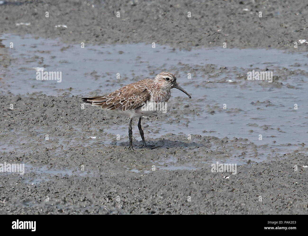 Faucon kobez (Calidris falcinellus sibirica) adulte debout sur la boue-télévision avril Taiwan de l'ouest Banque D'Images