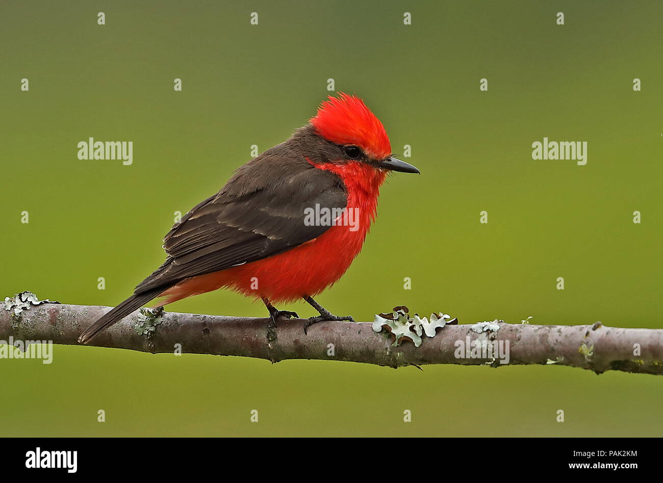 Le moucherolle vermillon (Pyrocephalus rubinus) mâle adulte, perché sur branch Puembo, Quito, Équateur Février Banque D'Images