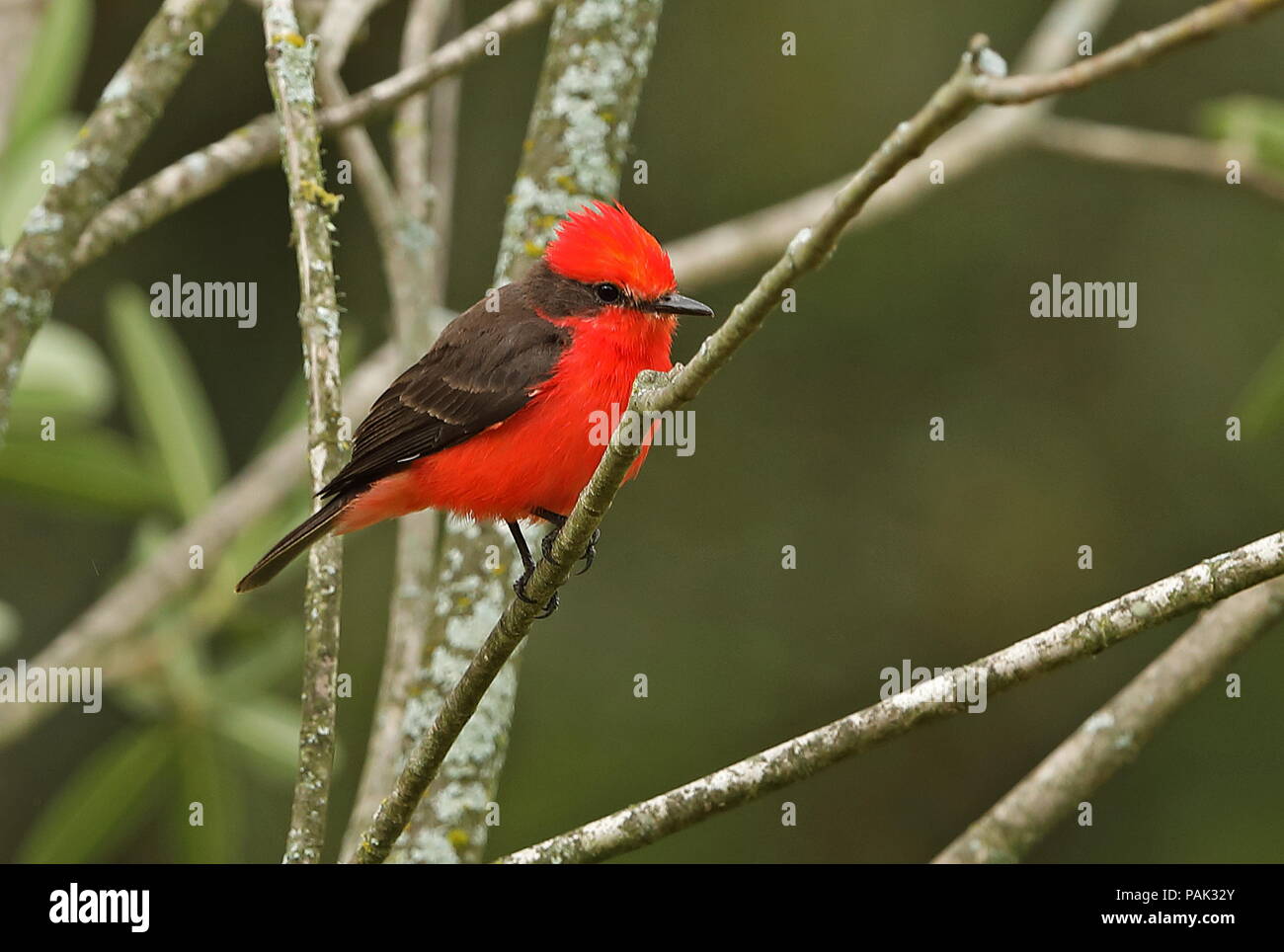 Le moucherolle vermillon (Pyrocephalus rubinus) mâle adulte, perché sur branch Puembo, Quito, Équateur Février Banque D'Images