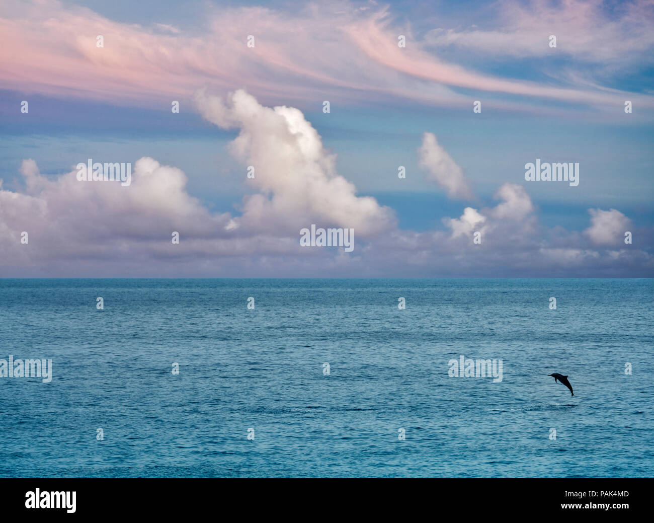 Spinner Dolphin sautant hors de l'eau.. Le Kua Bay., New York, la grande île. Banque D'Images