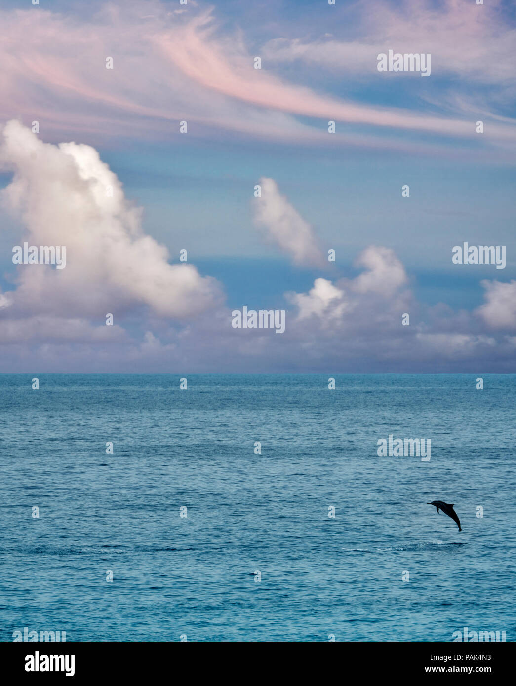 Spinner Dolphin sautant hors de l'eau.. Le Kua Bay., New York, la grande île. Banque D'Images
