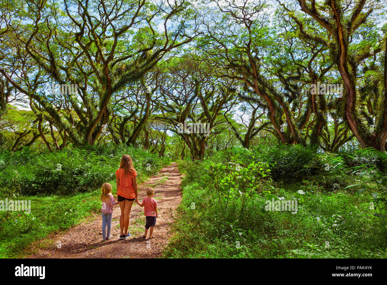 Famille sous baldaquin vert dans l'ancienne forêt. Les arbres géants forestiers à pied passé avec d'énormes troncs, branches à Jawatan Benculuk. Voyager avec des enfants Banque D'Images