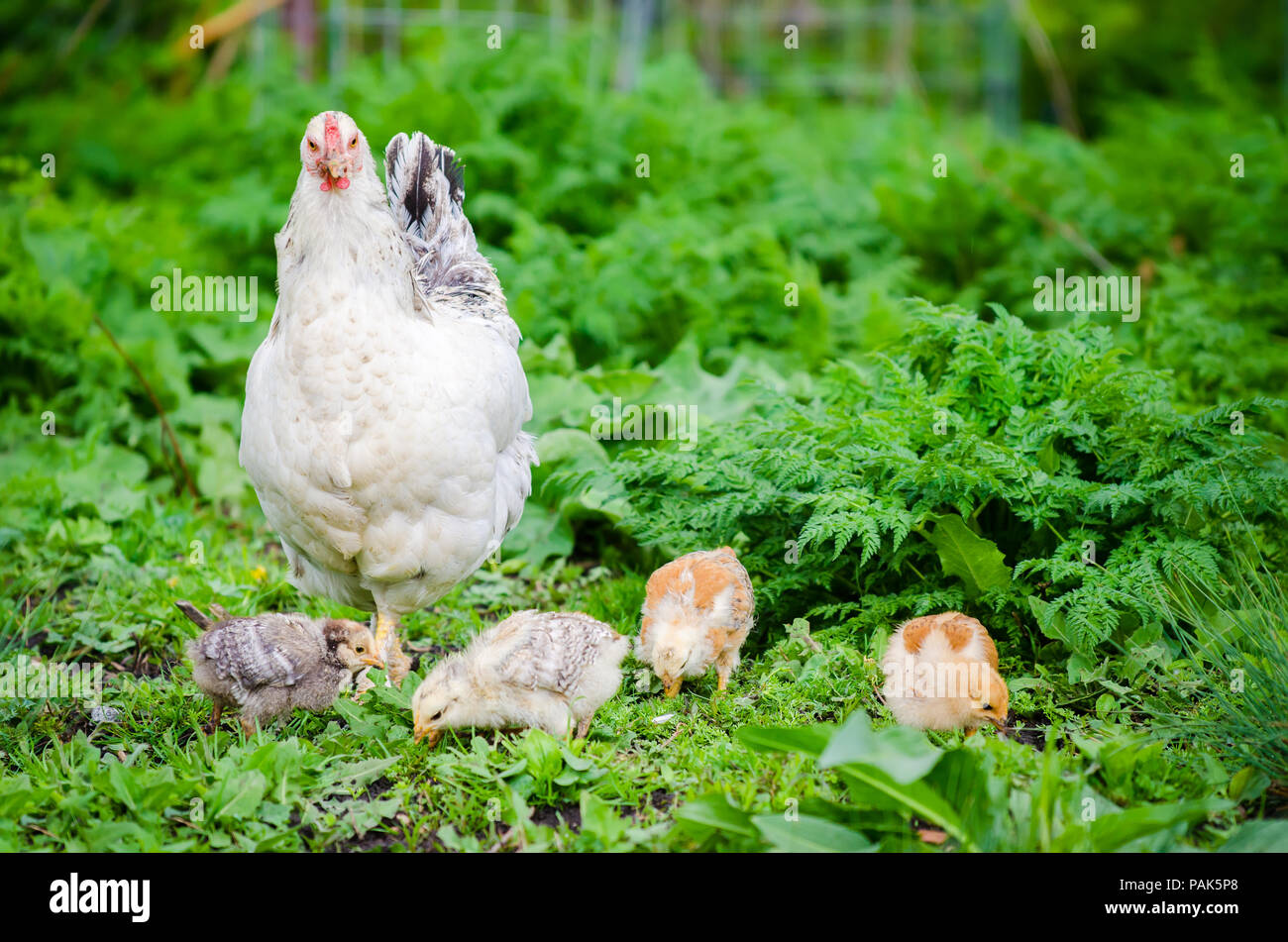 Petite Poule avec poussins nouveau-nés dans le picage de gazon naturel rural vert avec le poulet à la à vous d'essayer de protéger ses nouveaux nés bébés Banque D'Images