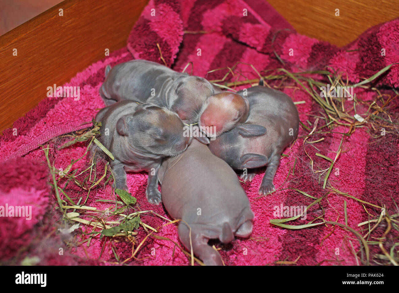 Naissance d'un bébé lapin kit mini lop Banque D'Images