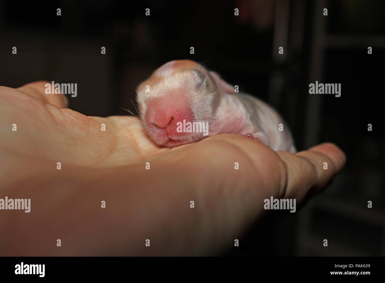 Naissance d'un bébé lapin kit mini lop Banque D'Images