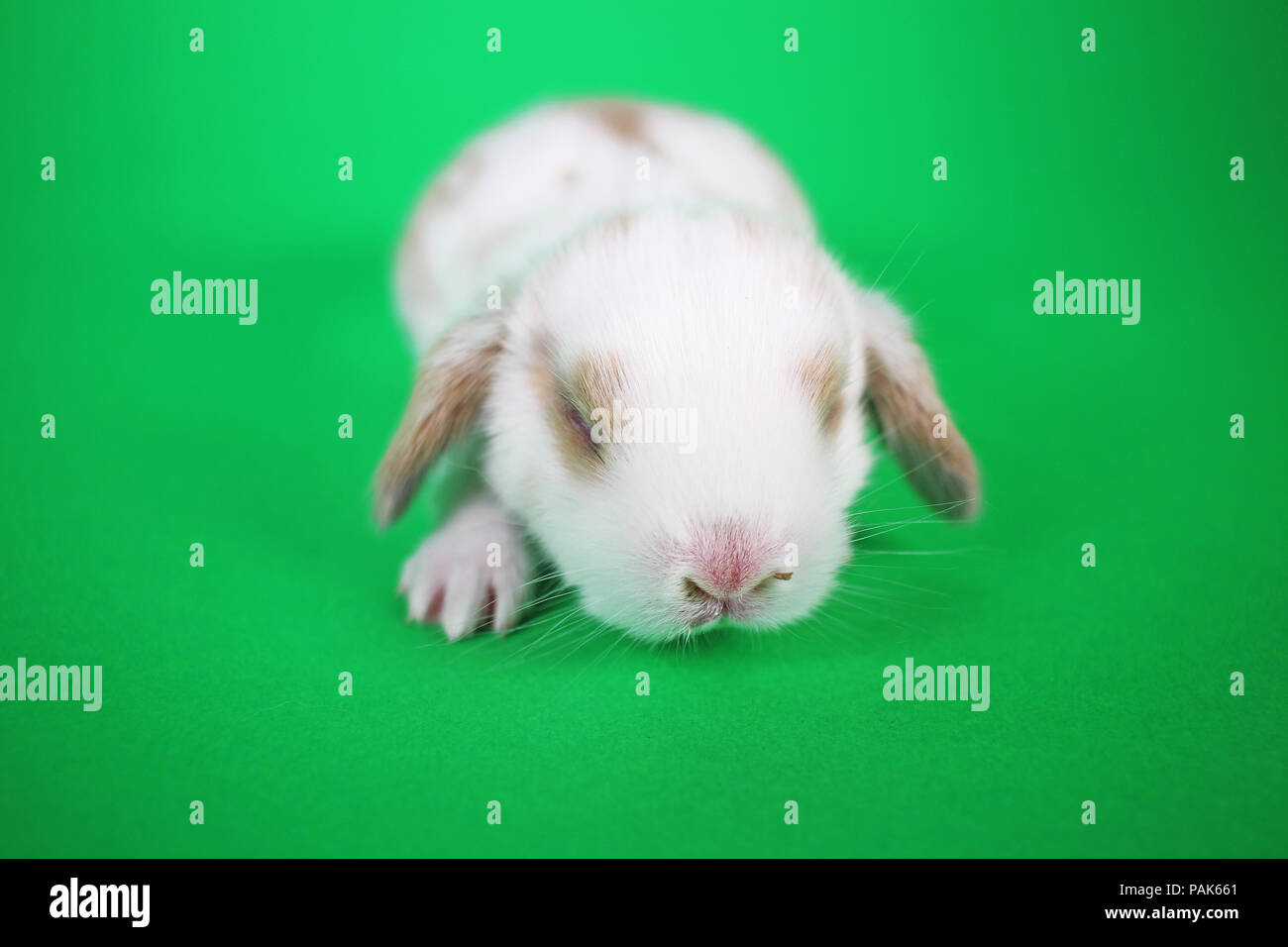 Naissance D Un Bebe Lapin Kit Mini Lop Photo Stock Alamy