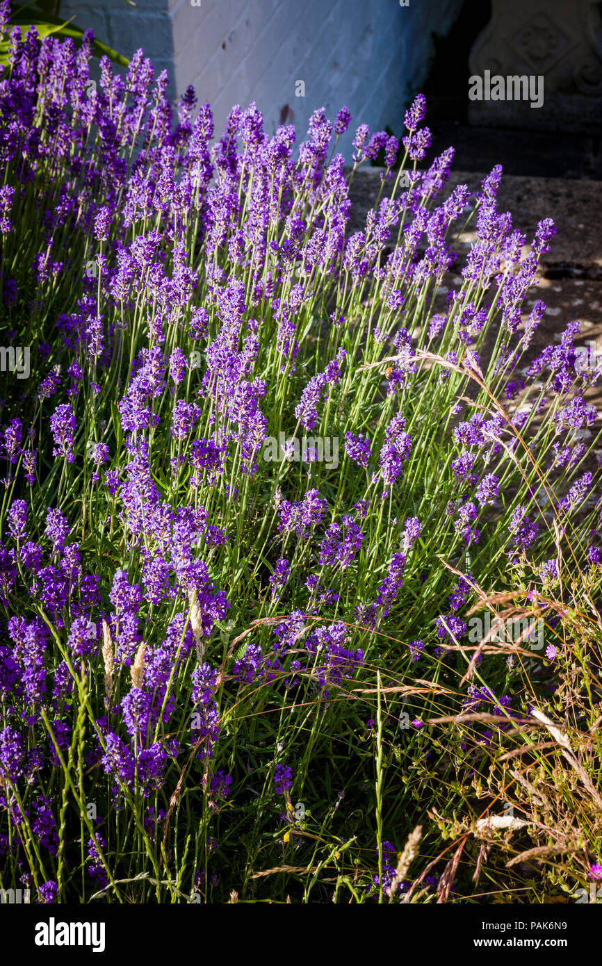 Floraison lavande anglaise en juin dans un jardin anglais Banque D'Images