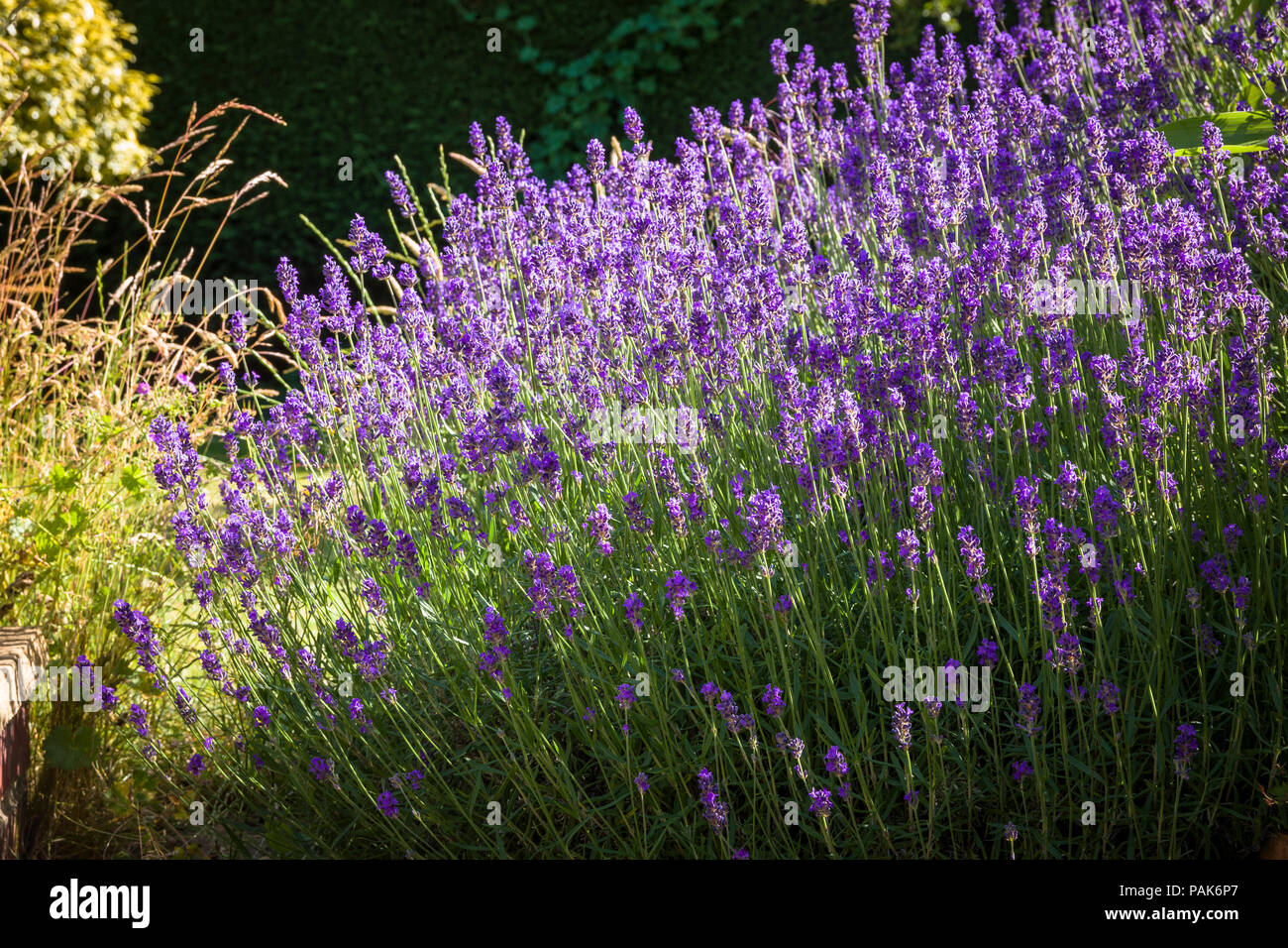 Floraison lavande mature dans un jardin anglais en juin Banque D'Images
