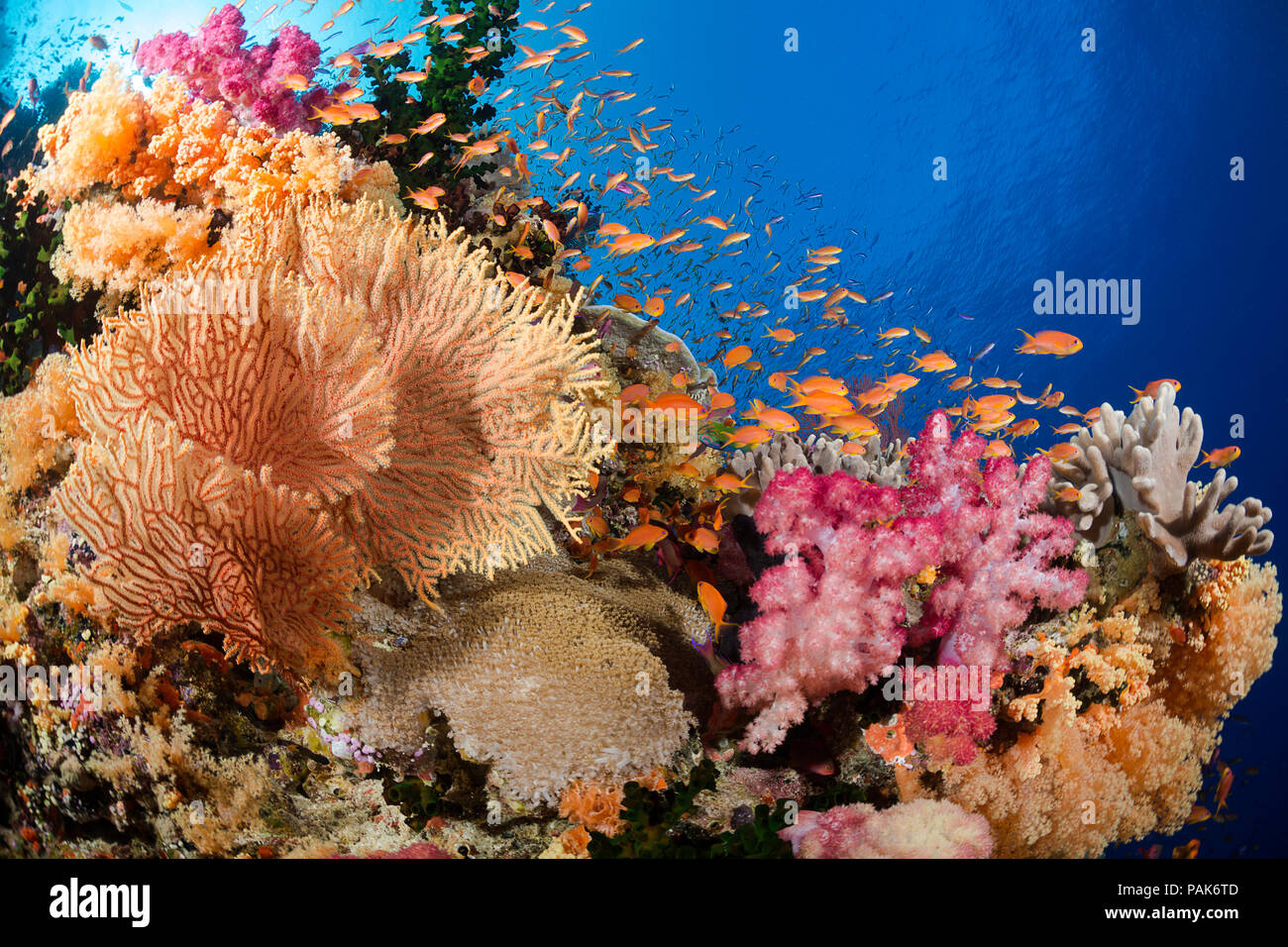Alconarian gorgones et corail avec scolarisation anthias dominent ce reef scène fidjienne. Banque D'Images