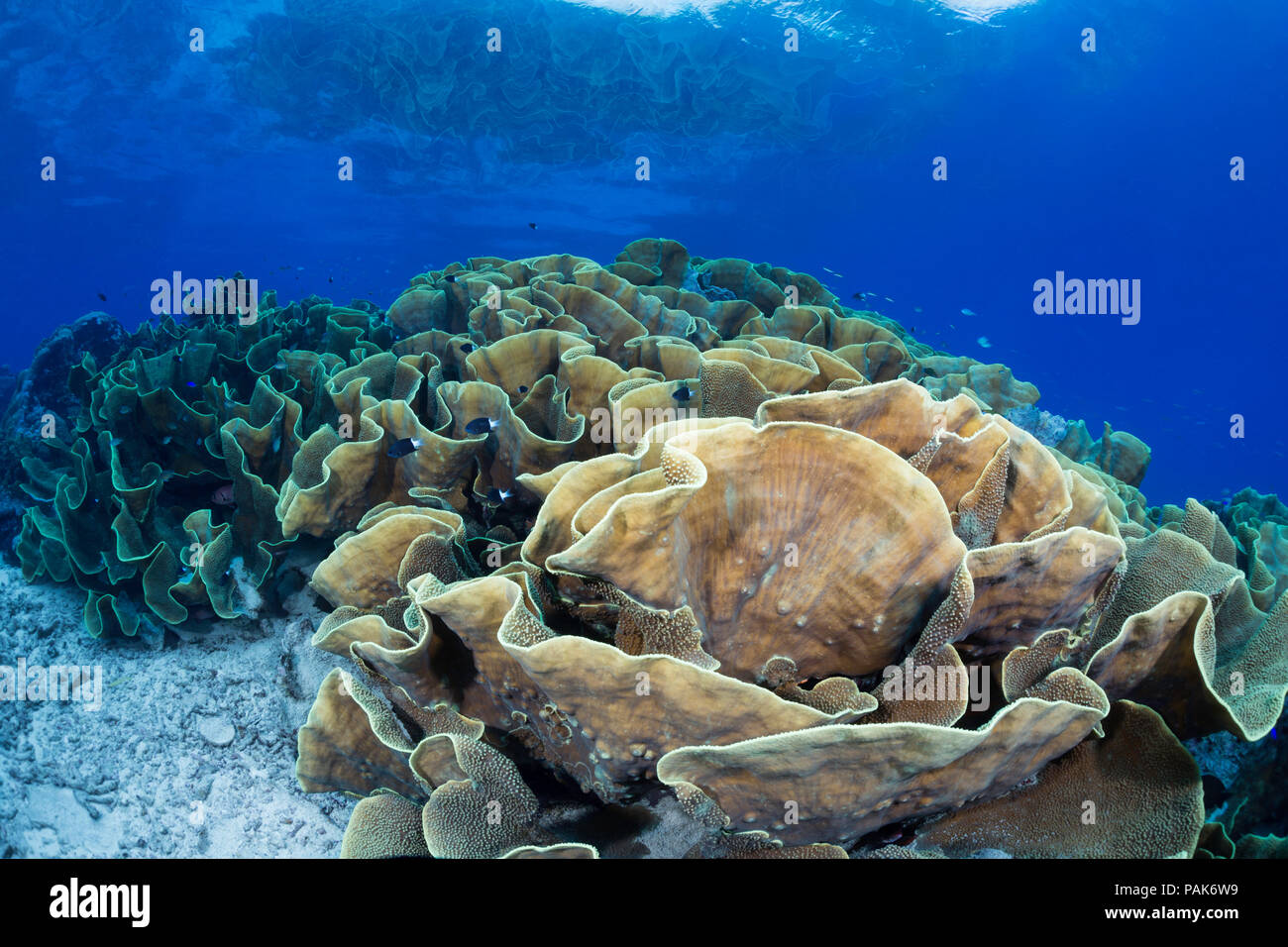 Cette importante colonie de corail laitue, Turbinaria sp. forme une grande partie du récif dans les eaux peu profondes afin d'utiliser autant de soleil que po Banque D'Images