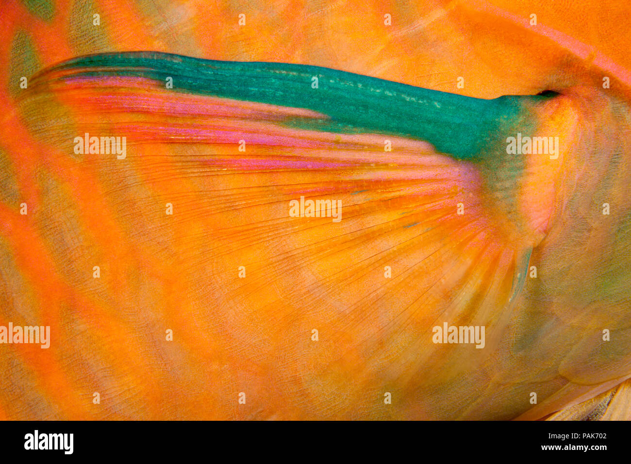 Un regard dans la nuit de la nageoire pectorale d'un perroquet de trois couleurs, Scarus tricolore, Fidji. Banque D'Images