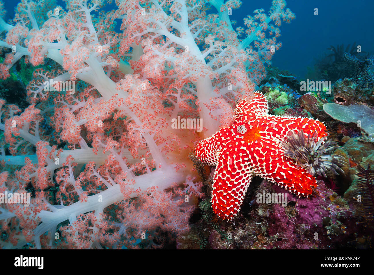 Alconarian corail, étoile de mer, crinoïdes et une plume worm poussière tous concurrence pour l'espace dans cette scène de récif indonésien au large de l'île de Komodo Rinca dans National P Banque D'Images