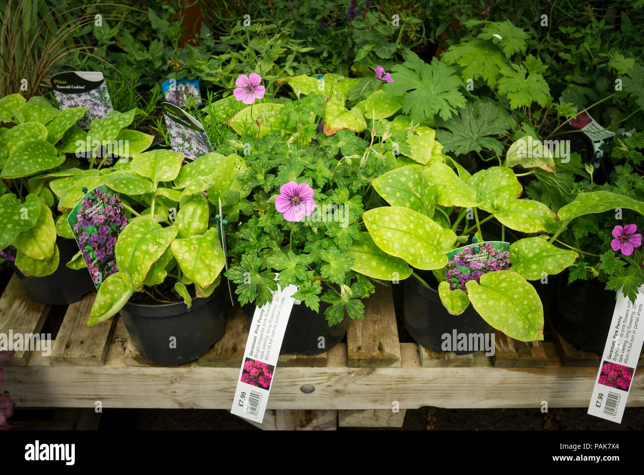 La couverture du sol Les plantes vivaces, y compris hardy rose géranium Penny, pour la vente par l'auto-sélection au centre d'un jardin anglais en Juillet Banque D'Images