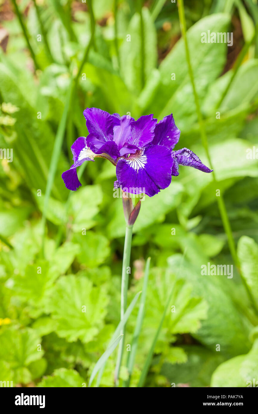 Iris sibirica Shirley Pape floraison dans un jardin anglais en juin Banque D'Images
