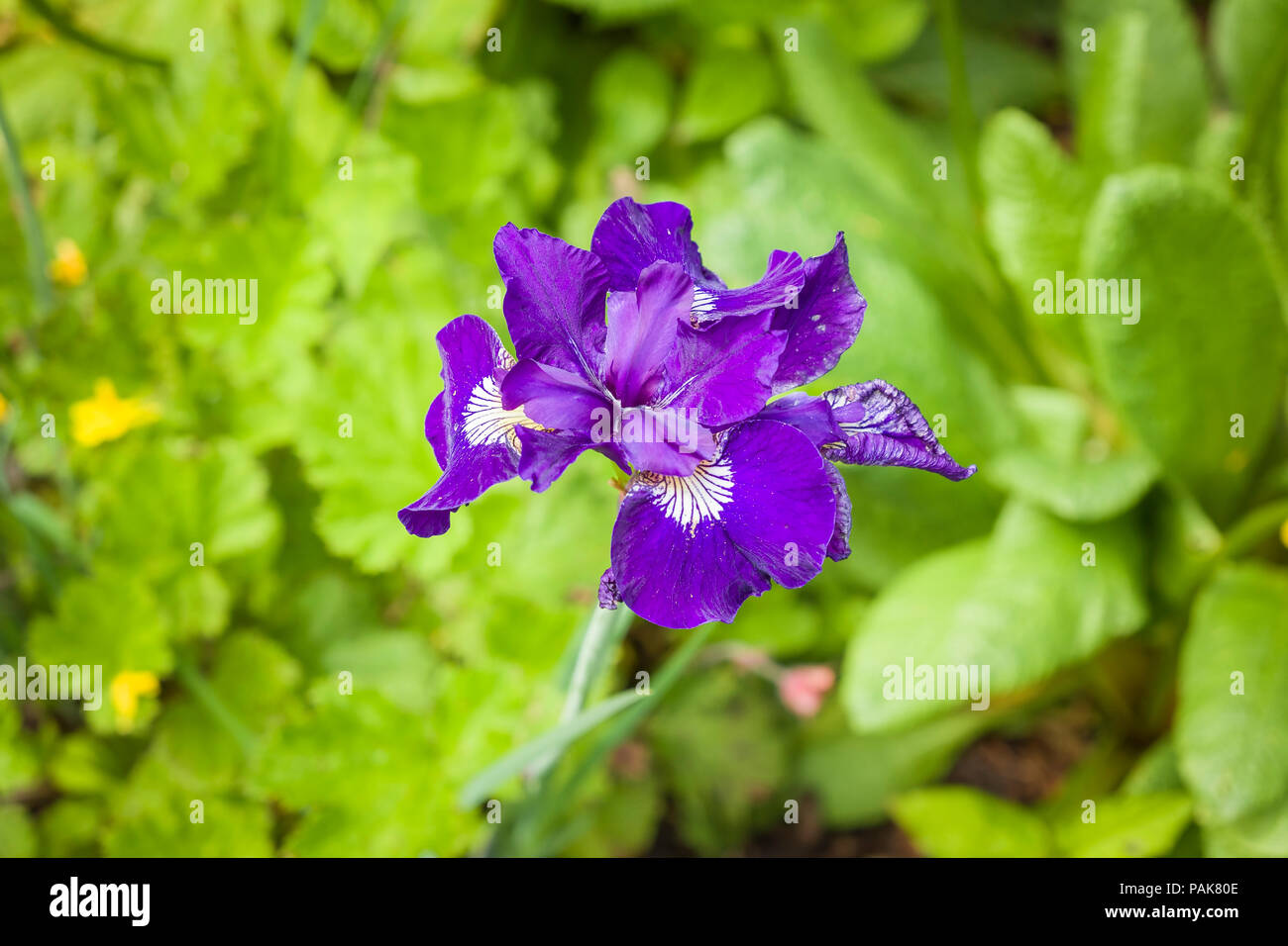 Iris sibirica Shirley Pape la floraison en juin dans un jardin anglais Banque D'Images