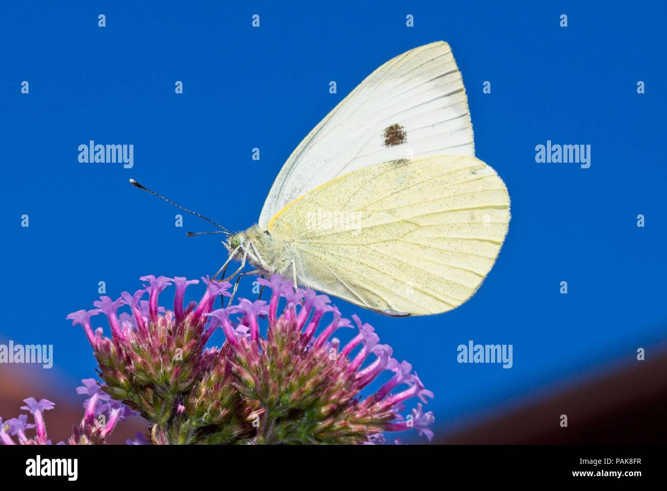 Un grand papillon blanc (Pieris brassicae) se férose sur une usine de Verbena devant un ciel bleu vif sous le soleil de l'après-midi à East Sussex, au Royaume-Uni. Banque D'Images