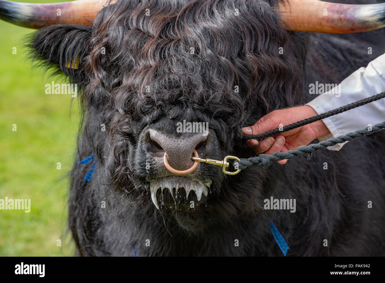 Pays de Galles, Royaume-Uni. 23 juillet 2018. Un taureau Highland sur le premier jour de jugement à l'Royal Welsh Show. Crédit : John Eveson/Alamy Live News Banque D'Images