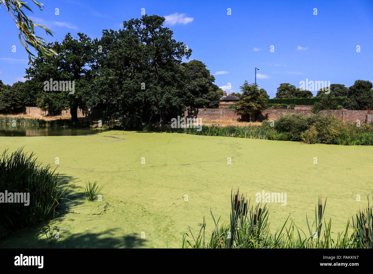 Londres, Royaume-Uni - 24 juillet 2018 : revêtement vert sur la lentille d'un lac dans la région de Hampton Court Park Londres en raison de la récente haute température Crédit : amer ghazzal/Alamy Live News Banque D'Images