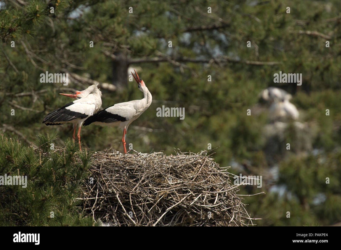 Cigogne Blanche - Couple sur le nid - Ciconia ciconia Cigogne blanche - couple au nid Banque D'Images