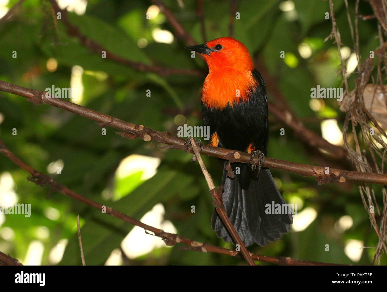 Scarlet d'Amérique du Sud ou d'Orange (Amblyramphus holosericeus Carouge) dans un arbre. Banque D'Images