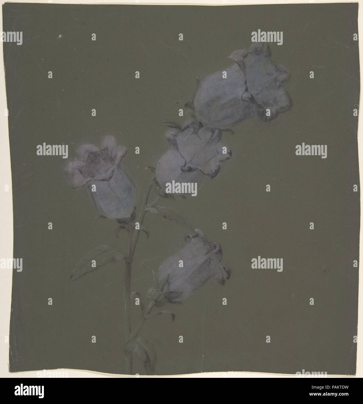 Des jets de Canterbury Bells. Artiste : Antoine Berjon (Français, Lyon Lyon 1754-1843). Dimensions : 10 5/8 x 9 en 15-16. (27 x 25.3cm). Date : n.d.. Musée : Metropolitan Museum of Art, New York, USA. Banque D'Images