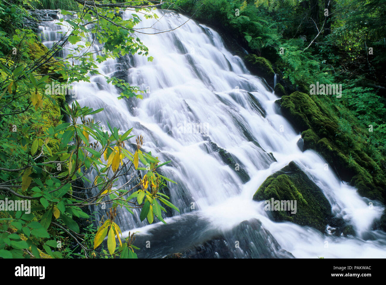 Cascade sur le ruisseau de saumon Saumon en dessous du lac, Waldo Désert, forêt nationale de Willamette, Oregon Banque D'Images