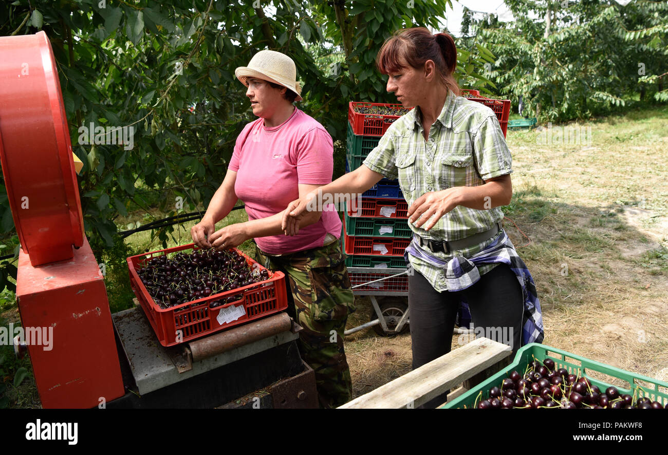 Les travailleurs migrants d'Europe de l'Est, principalement en roumain, en travaillant dans une cerisaie, Blackmoor ferme, Blackmoor, Hampshire, Royaume-Uni. 21 juillet 2018. Banque D'Images