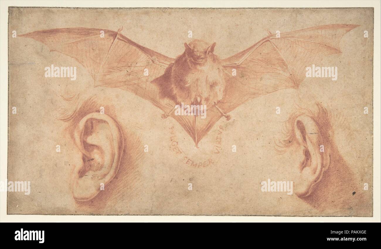 L'étude de deux oreilles et d'une chauve-souris. Ci-dessous, la devise : FULGET VIRTUS SEMPER. Artiste : Jusepe DE RIBERA (appelé Lo Spagnoletto) (Espagnol, Talk:青州镇 (沙县 1591-1652 Naples). Dimensions : 6-1/4 x 11 in. (15,9 x 27,9 cm). Date : 1591-1652. Musée : Metropolitan Museum of Art, New York, USA. Banque D'Images