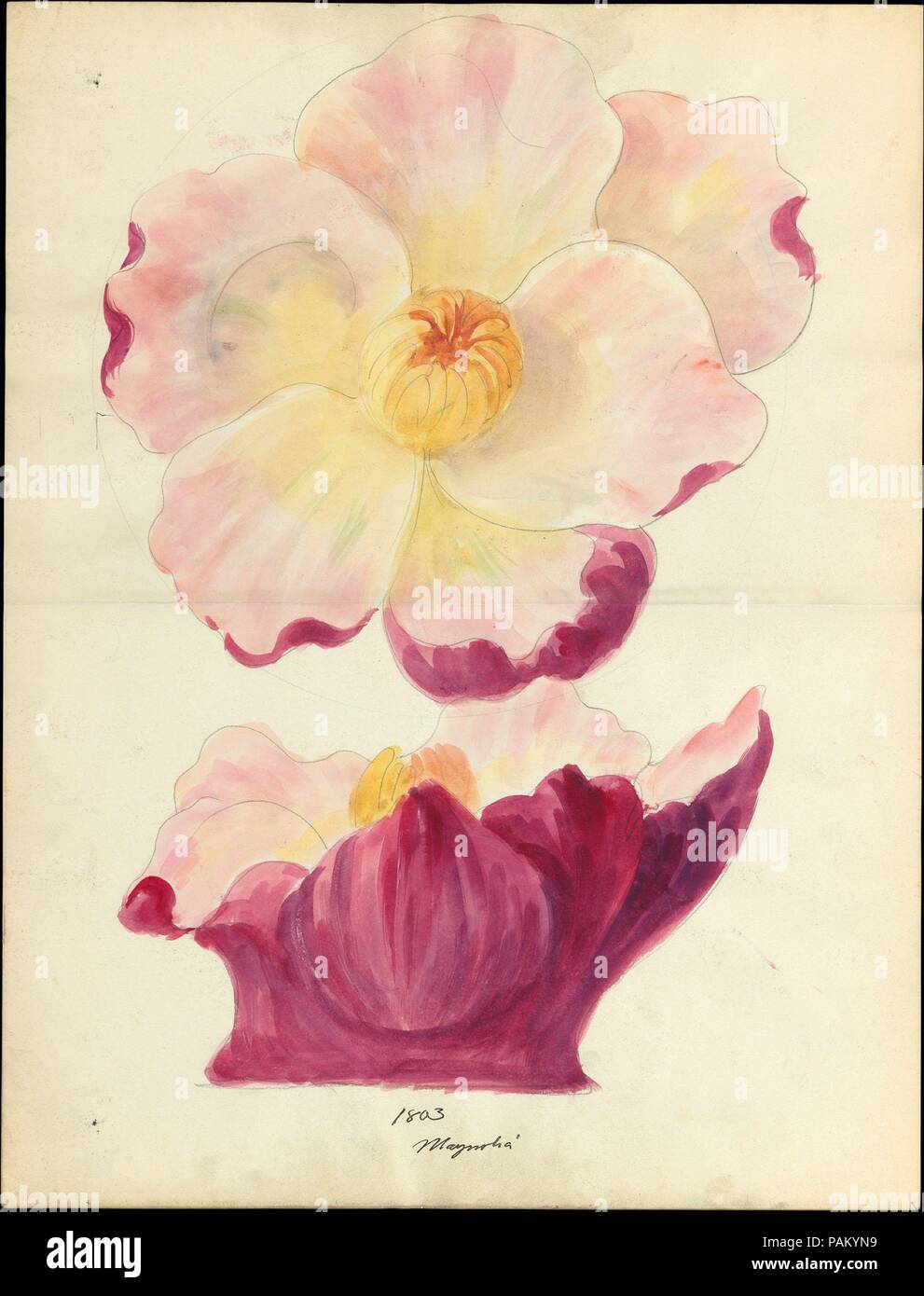 Dessin de conception de magnolia blossom floral de capital de loggia, Laurelton Hall. Culture : L'Américain. Dimensions : 18 x 14 3/8 in. (46,7 x 35,6 cm). Bouilloire : Lenox, Incorporated (créé en 1889). Date : ca. 1900-1915. Musée : Metropolitan Museum of Art, New York, USA. Banque D'Images