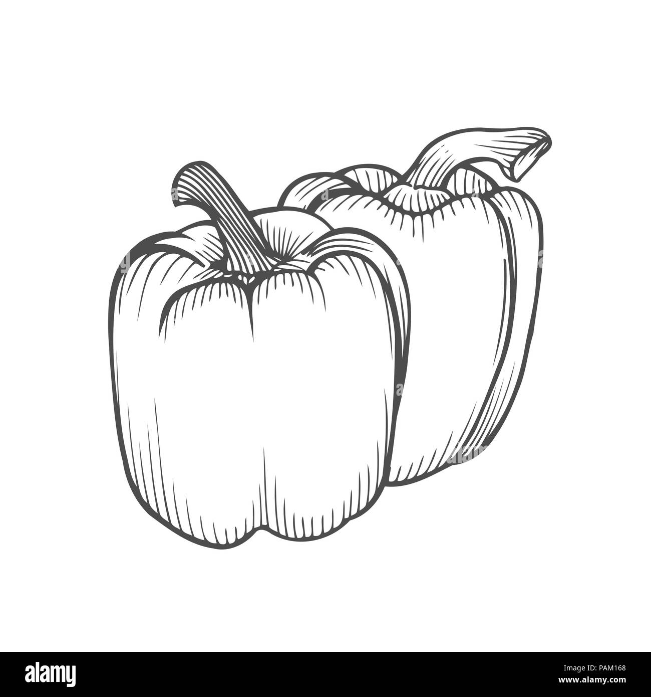 Pepper hand drawn vector set. Objet de style gravé de légumes, poivron isolé complet. La nourriture végétarienne détaillé dessin. Marché à la ferme produit. Papri Illustration de Vecteur