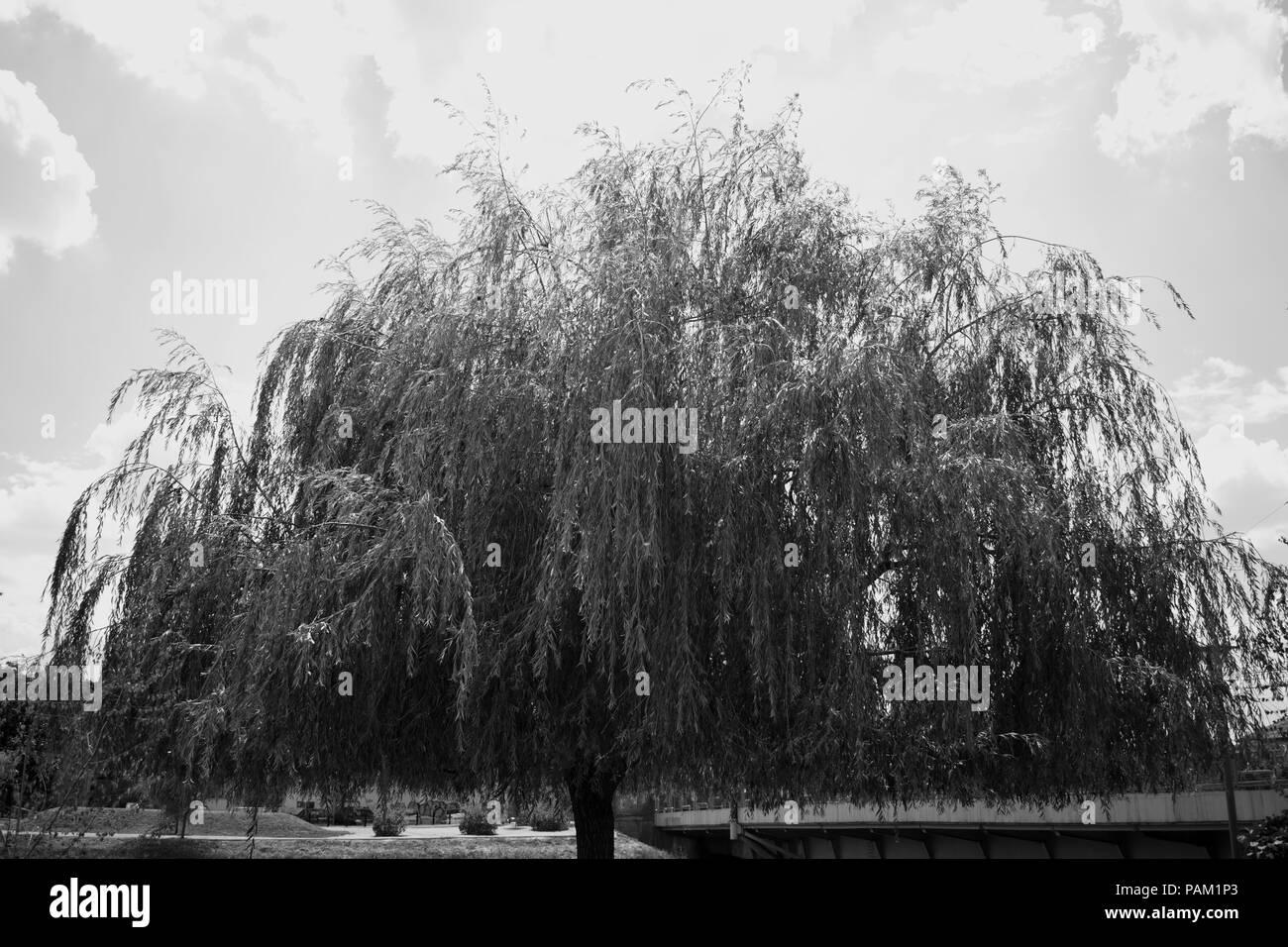 Willow Banque D'Images