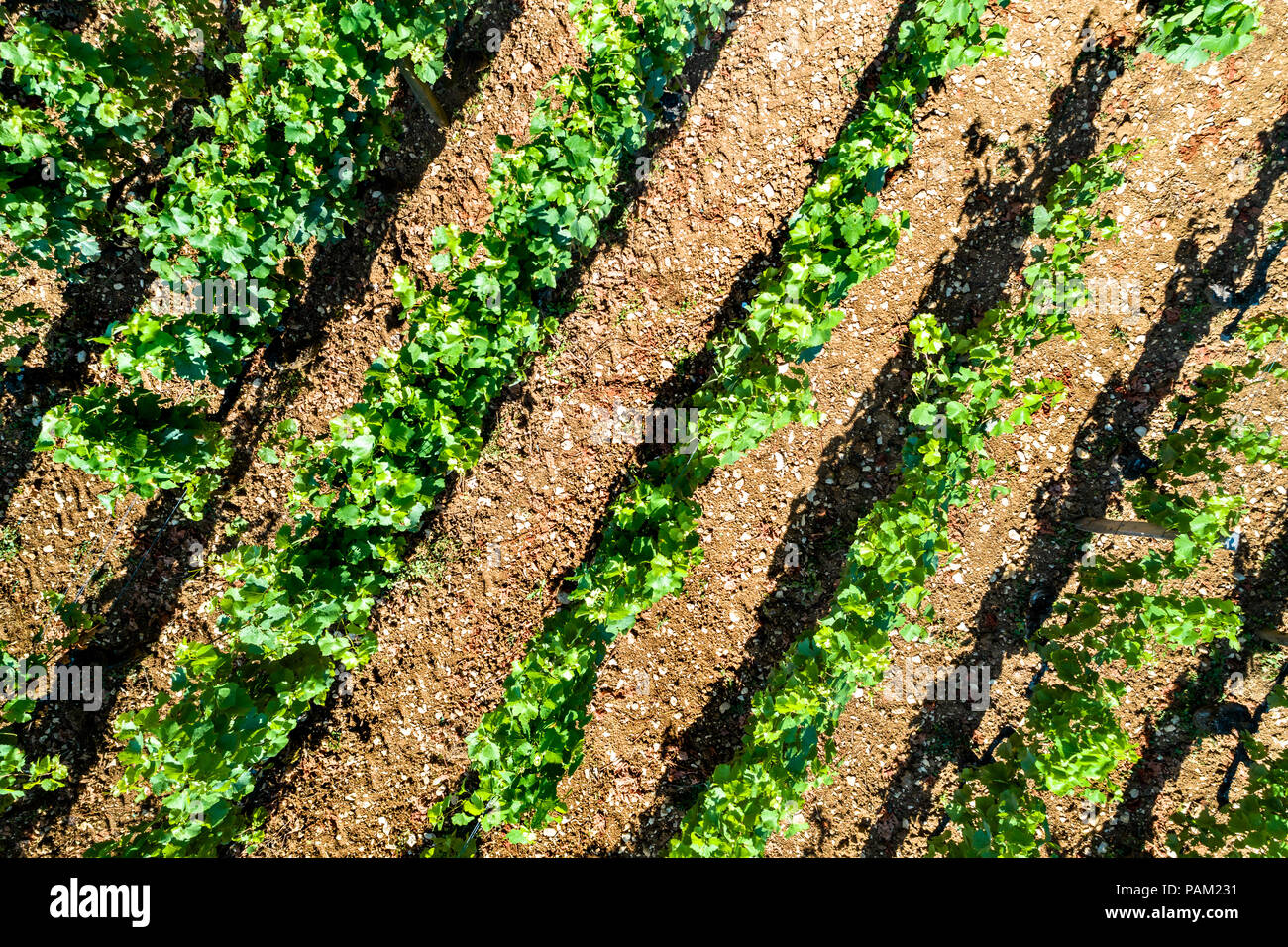 Vue aérienne du vignoble de Côte de Nuits en Bourgogne, France Banque D'Images Vue aérienne du vignoble de Côte de Nuits en Bourgogne, France Banque D'Images