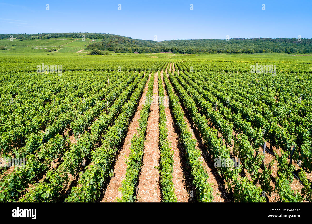 Vue de cote de Nuits vignes en Bourgogne, France Banque D'Images Vue de cote de Nuits vignes en Bourgogne, France Banque D'Images