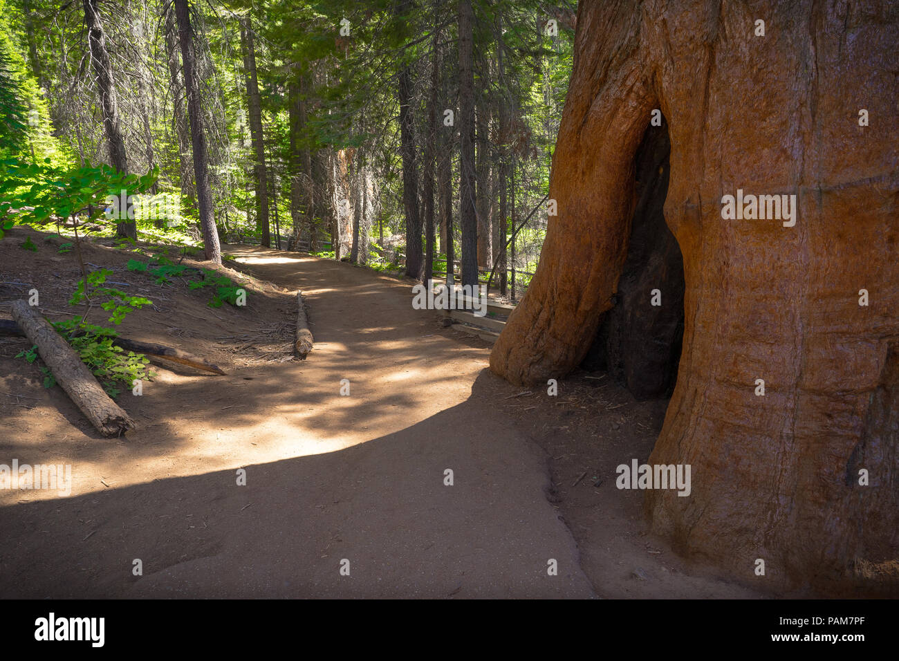 Coupée dans un tronc d'arbre Séquoia géant en raison de dommages causés par l'incendie - Tuolumne Grove, Yosemite National Park Banque D'Images