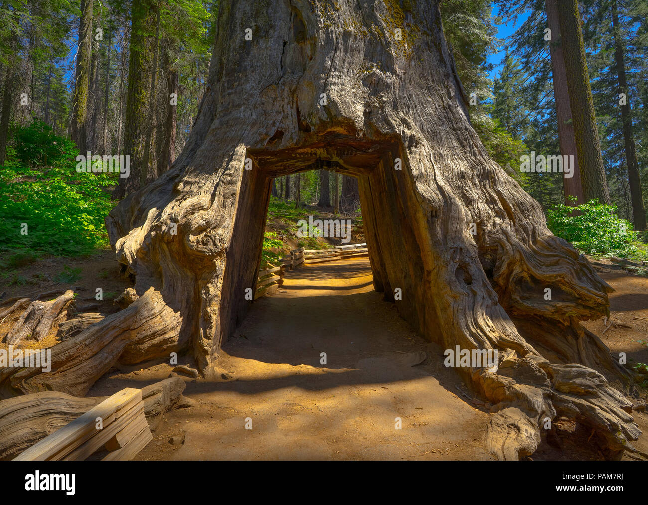 Le Tunnel Tree, un chemin de terre et coupe du trou dans le tronc d'un séquoia massif Tuolumne Grove sur Trail - Yosemite National Park Banque D'Images