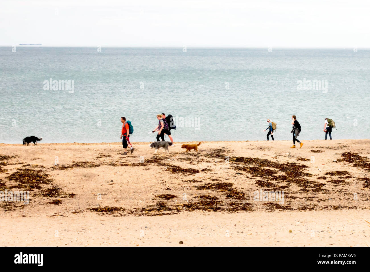Un groupe de marcheurs et leurs chiens de marcher vers le nord sur une plage du Yorkshire du Nord Banque D'Images