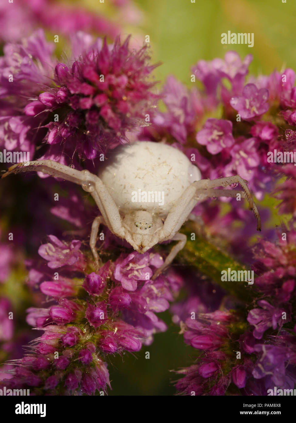 Misumena vatia araignée , araignée blanche, qui rôdent sur femelle fleur rose Banque D'Images