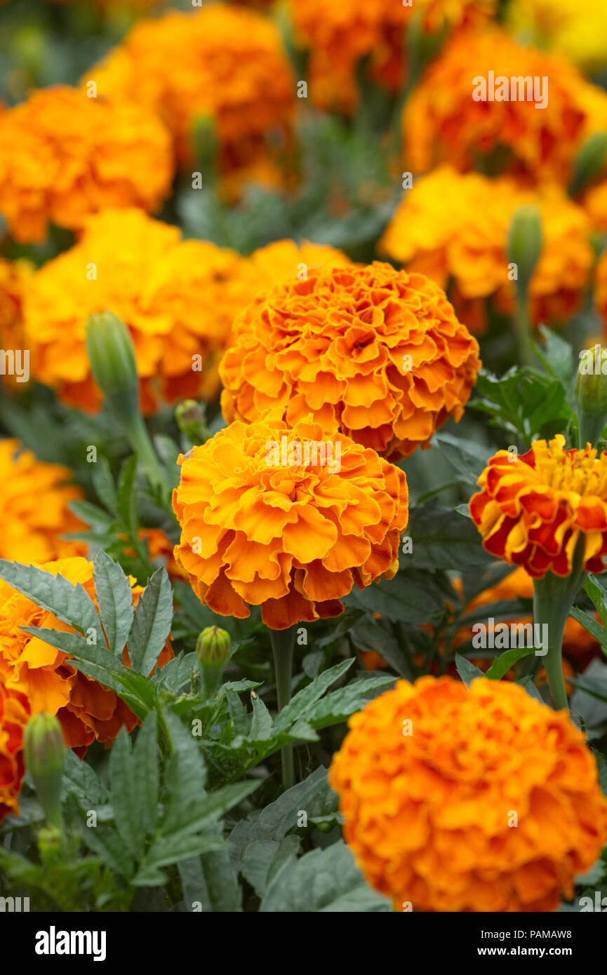 Marigold Zenith F1 triploïdes fleurs rouges supplémentaires. Banque D'Images