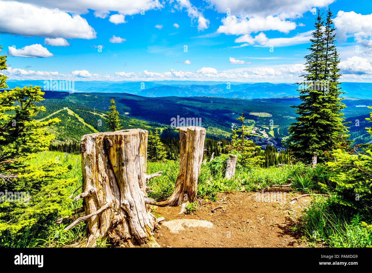 Les souches d'arbres sur un sentier de randonnée sur la montagne Tod près du village alpin de Sun Peaks dans la Shuswap Highlands de beautiful British Columbia, Canada Banque D'Images