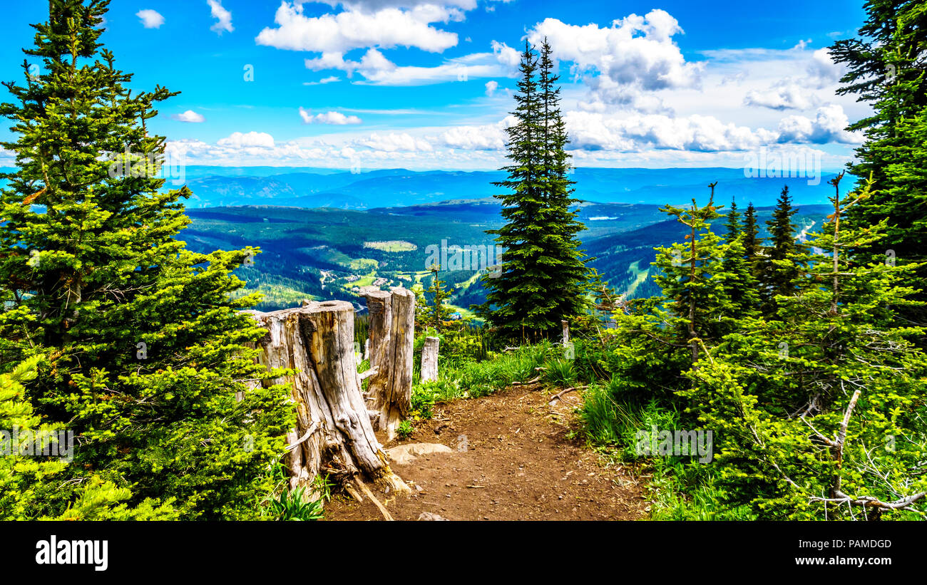 Les souches d'arbres sur un sentier de randonnée sur la montagne Tod près du village alpin de Sun Peaks dans la Shuswap Highlands de beautiful British Columbia, Canada Banque D'Images