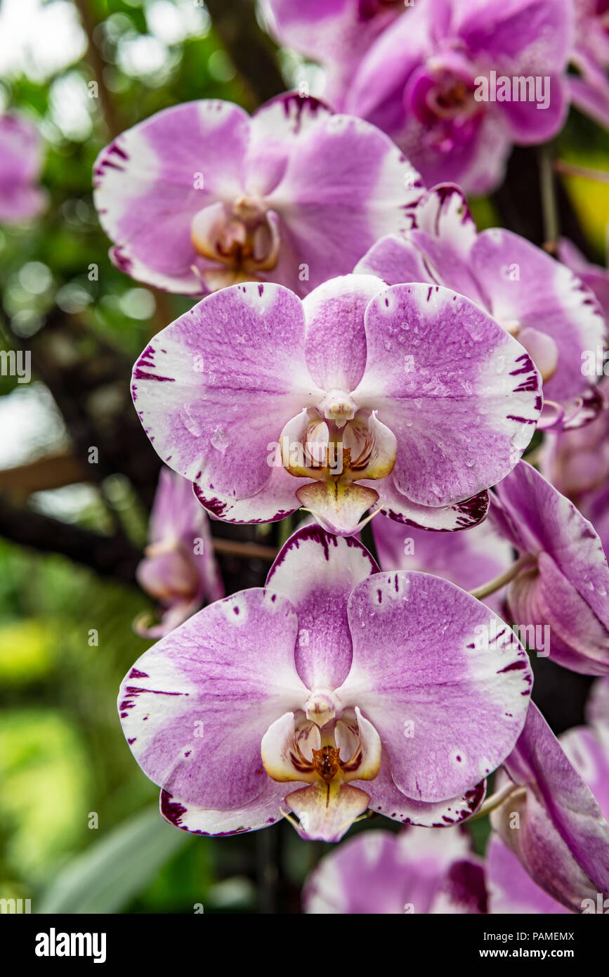 Beau et délicat des fleurs d'orchidées tropicales au National Orchid Garden, situé dans le Jardin Botanique de Singapour Banque D'Images